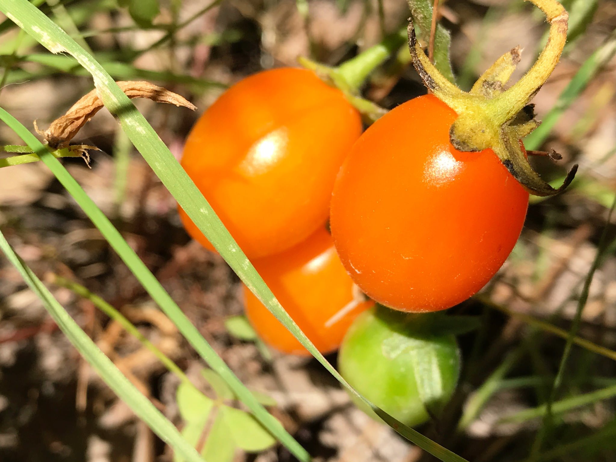 Solanum lycopersicum
